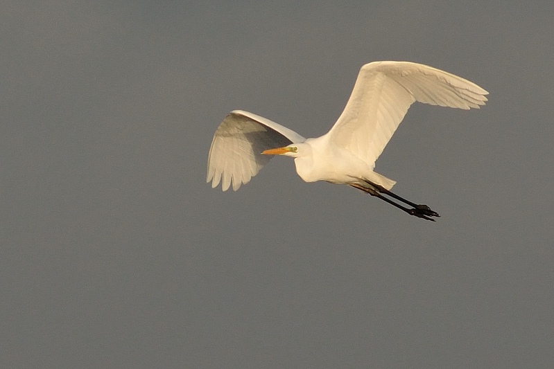 Grote Zilverreiger